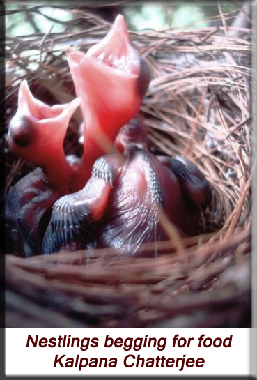 Kalpana Chatterjee - Nestlings begging for food